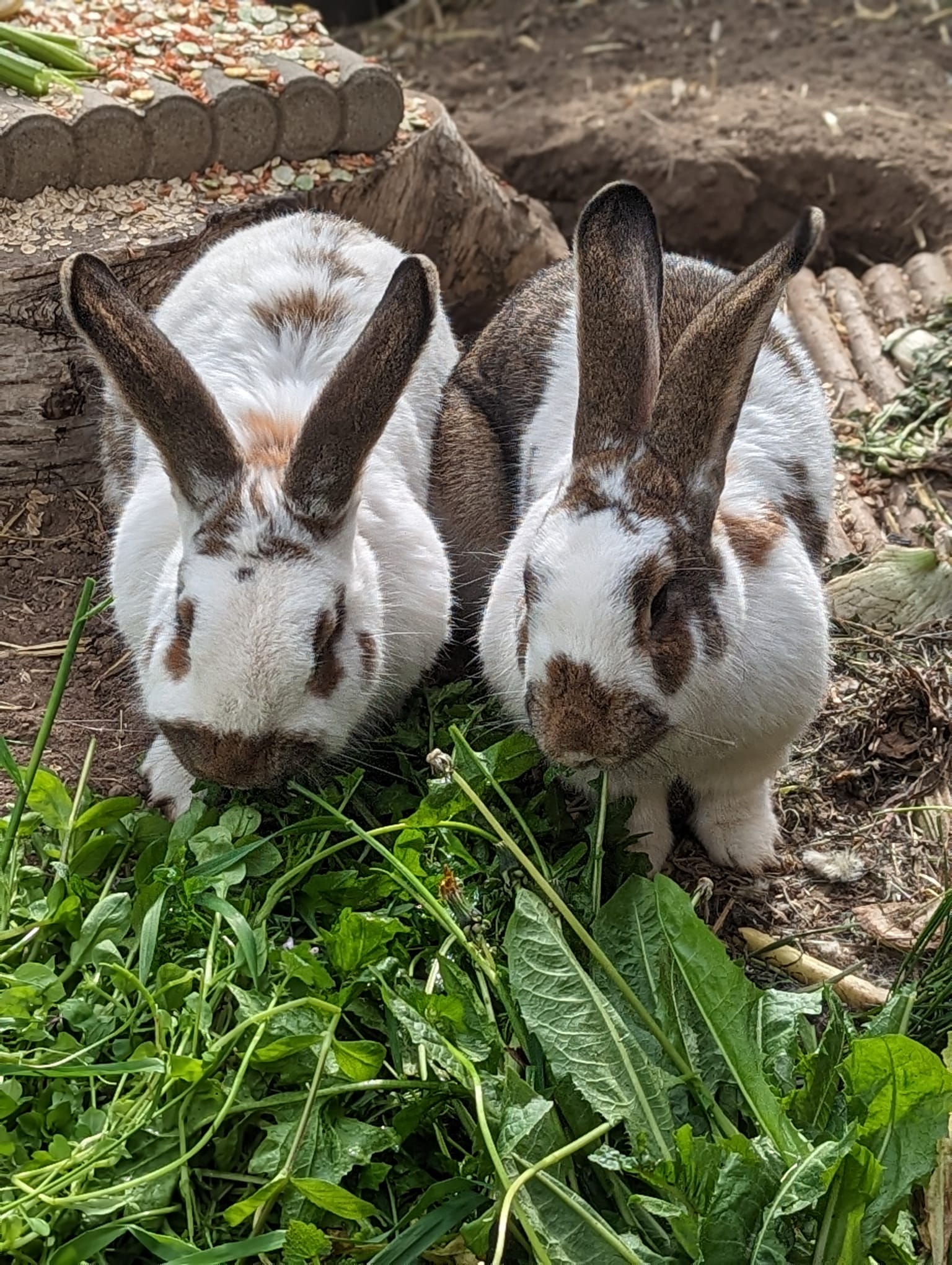 Wildkräuter für Kaninchen   Tierschutzveranstaltung