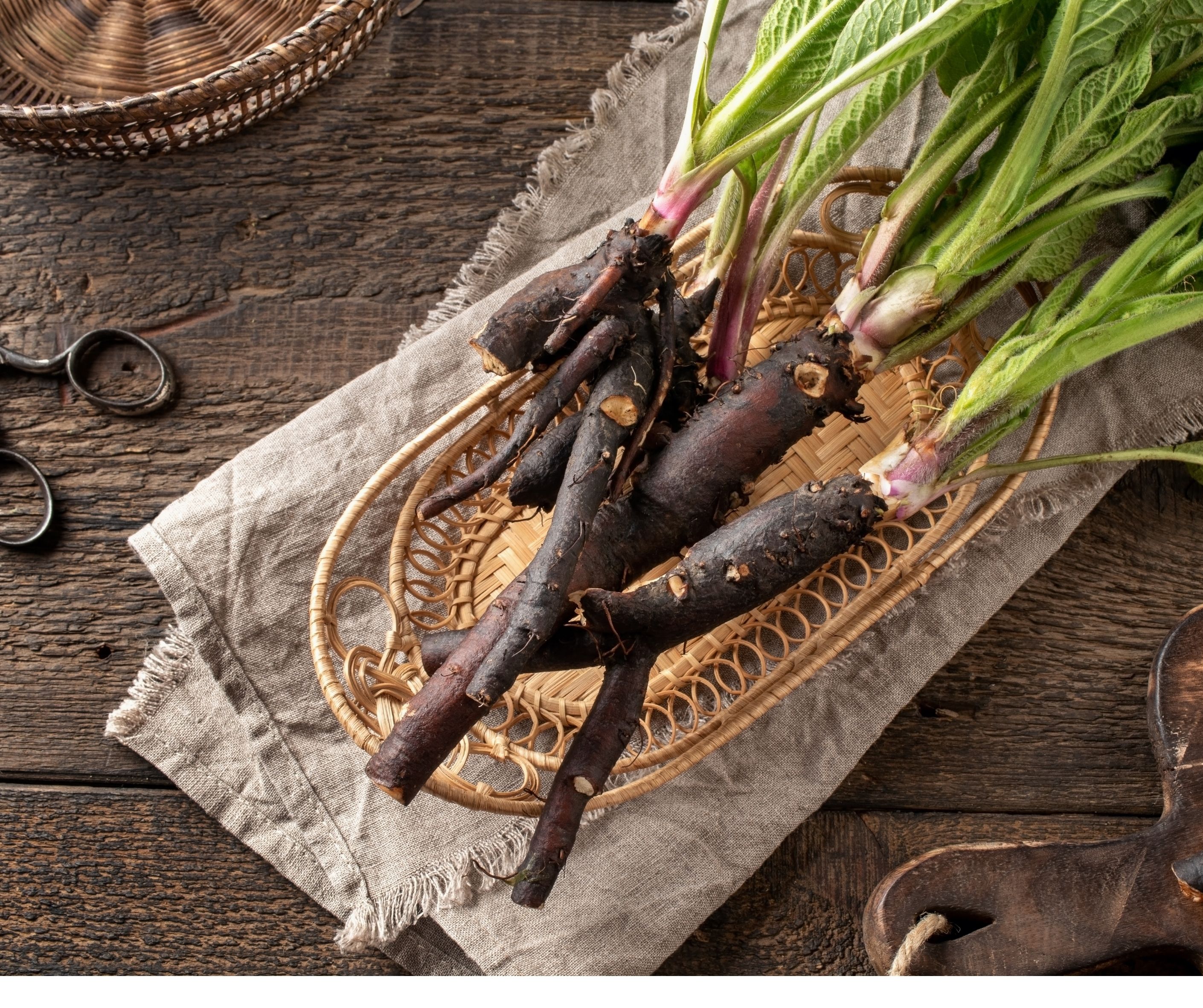 Heilkräftige Wurzeln und wilde Wurzeln in der Küche – Wanderung in Münchrath