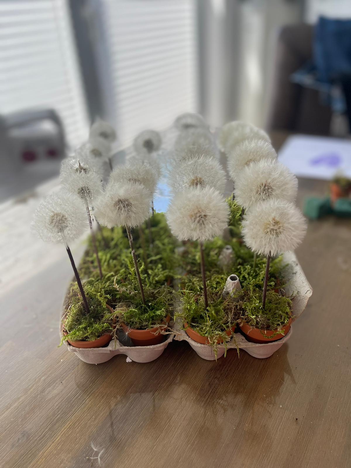 Magische Wunscherfüller - Pusteblume haltbar gemacht