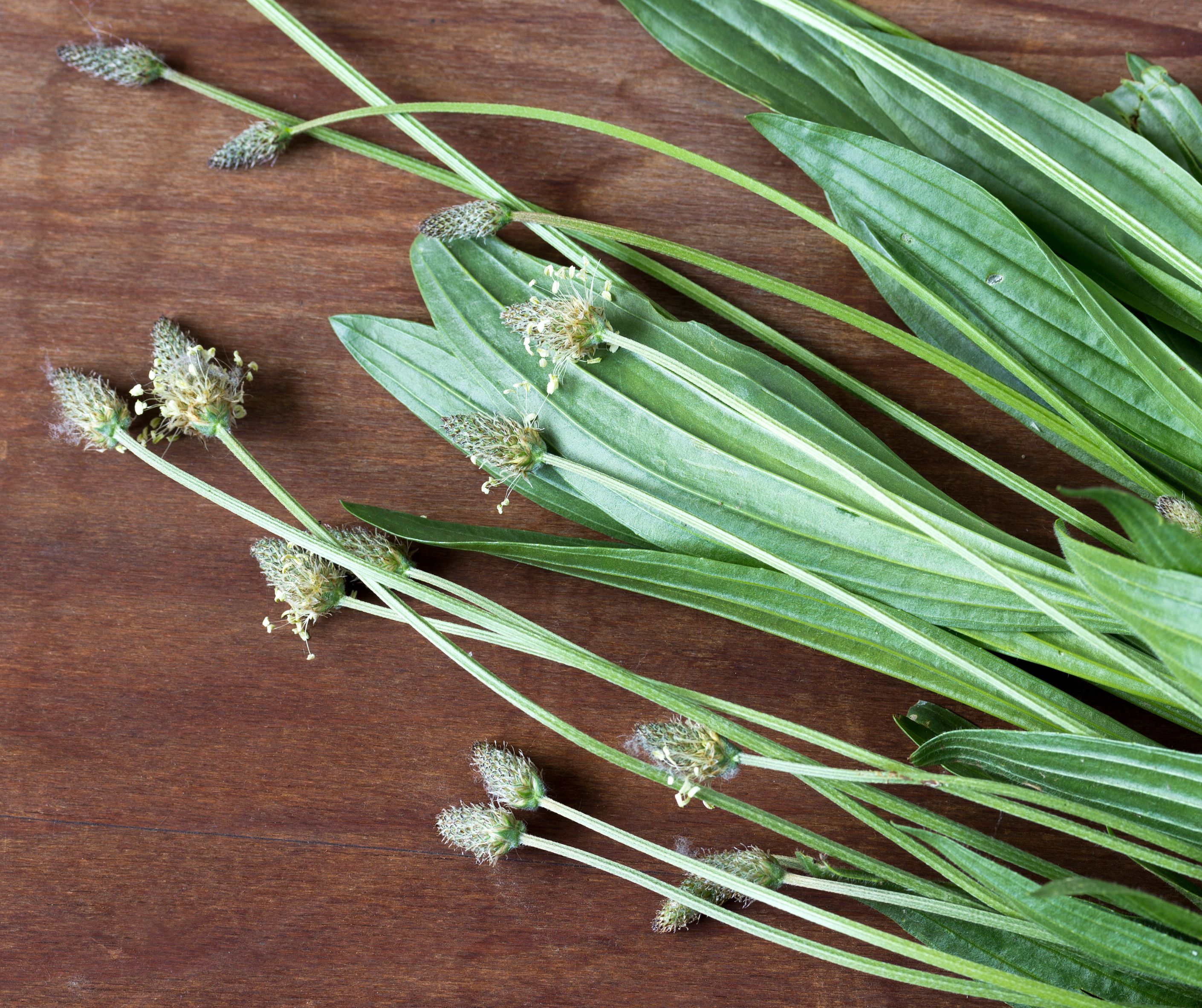 Spitzwegerich – Erste Hilfe aus der Natur für Kids
